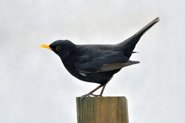 Amsel auf Zaunlatte