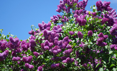 Obraz premium lilac flowers