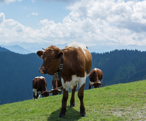 cow