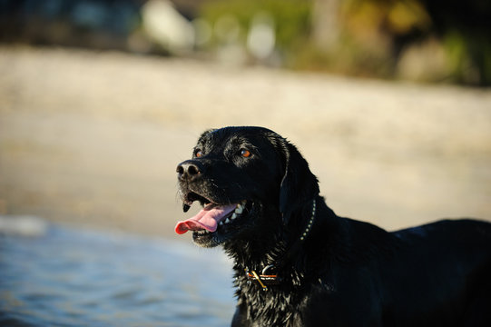 Black Labrador Retriever portrait by lake beach