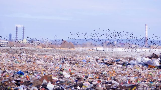 A flock of birds takes off a city dump, landill. Industrial plant on a background. 4K.