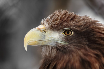 Eagle Head