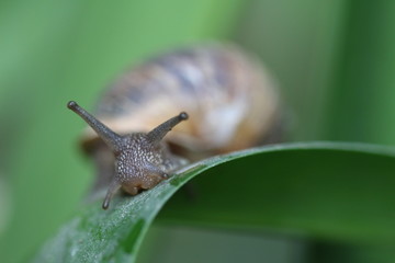 caracol © roselosfoto