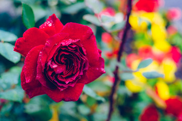 Fototapeta na wymiar Water Droplets on a Red Rose in a Garden