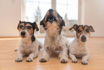 drei Hunde machen Platz in der Wohnung und einer tanzt aus der Reihe, - obrazy, fototapety, plakaty