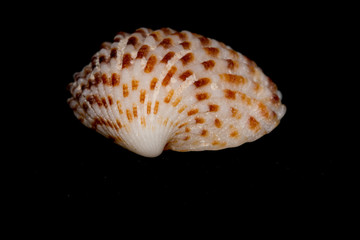 Seashell on black background