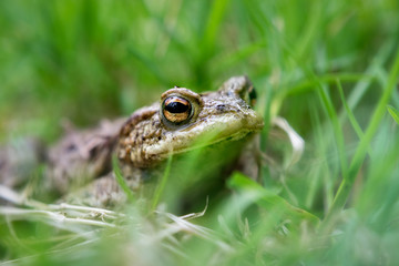 Krötenwanderung. Kröte in Nahaufnahme.