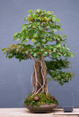 Maple bonsai tree
