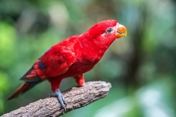 Parrot on tree branch