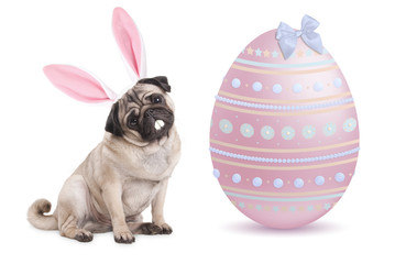 funny pug puppy dog with bunny ears diadem sitting next to big pastel pink easter egg, isolated on...