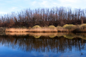 Bare trees reflecting in a pond in spring