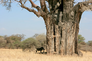 Warzenschwein mit Baum in Tansania