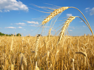 Wheat field against a blue sky