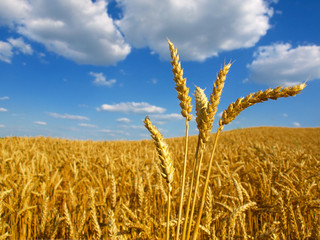 Wheat field against a blue sky