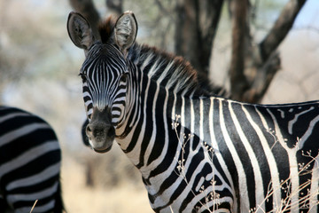 Fototapeta na wymiar Zebras in Tansania
