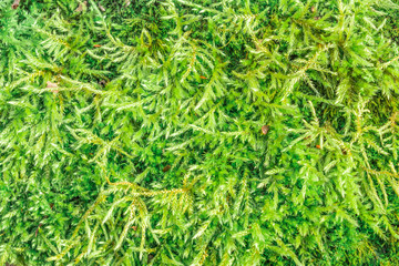 Green moss, plants closeup, abstract background