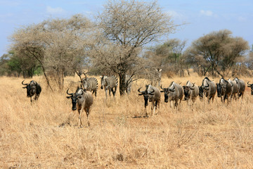 Fototapeta na wymiar Gnus und Zebras in Tansania