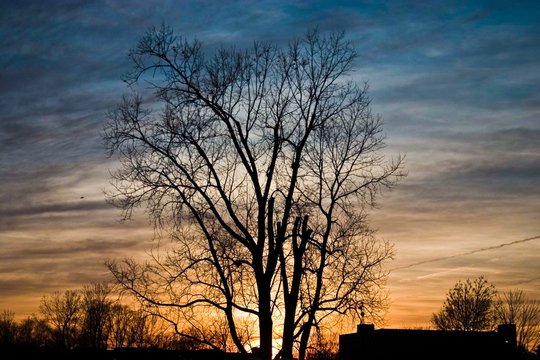 Winter sunset with a barren tree in the foreground as silhouette