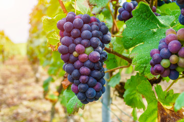Close up vine grapes in champagne region in autumn harvest, Reims, France
