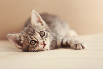 Cute gray kitten on sofa at home - obrazy, fototapety, plakaty