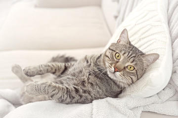 Fototapeta na wymiar Grey tabby cat lying on knitted cushion and plaid
