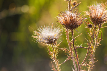 Thistles in the sun