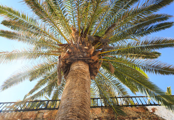 a palm in the summer
