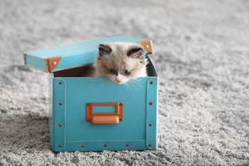 Cute little kitten in box at home