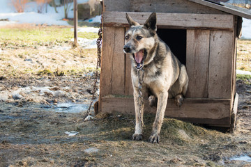 Young guard sentry dog sits on a chain in a kennel