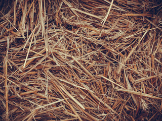 Detailed closeup of scattered hay