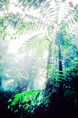 Lush Monteverde Cloud Forest Reserve Costa Rica
