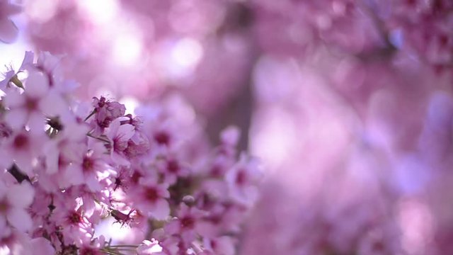 Cherry Blossom Sunlight 01 Dolly and Pan Soft Focus