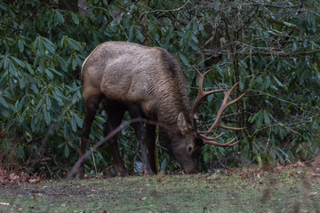 Elk eating at Cataloochee Valley, Great Smoky Mountains National Park, North Carolina