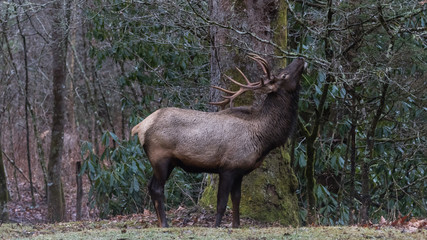 Elk eating at Cataloochee Valley, Great Smoky Mountains National Park, North Carolina