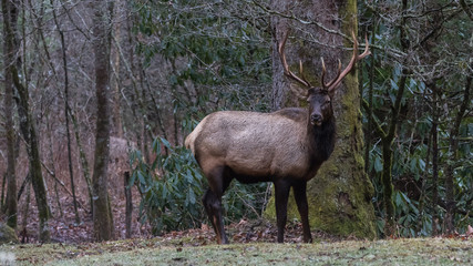 Naklejka na ściany i meble Elk Staring, at Cataloochee Valley, Great Smoky Mountains National Park, North Carolina