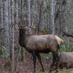 Naklejka na ściany i meble Elk at Cataloochee Valley, Great Smoky Mountains National Park, North Carolina