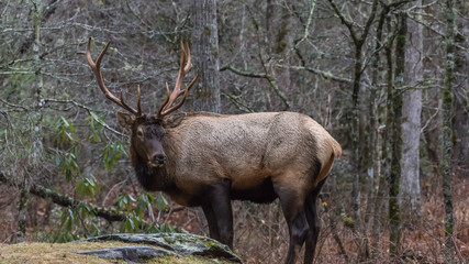 Elk at Cataloochee Valley, Great Smoky Mountains National Park, North Carolina