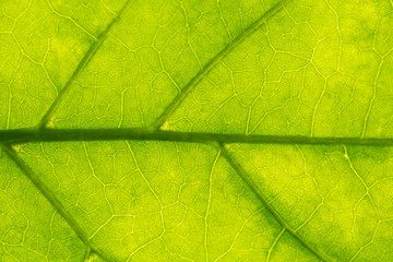 Plakat Background image of fresh green leaves.