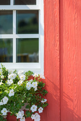 Modern white window frame of red house with beautiful white flower