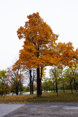 Canadian Autumn in Mont Royal Park