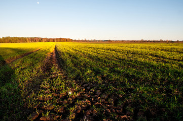 An image of tire tracks tractor