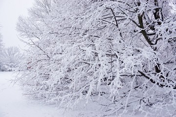 Snow on bare tree branches after a Noreaster blizzard snowstorm