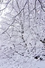 Snow on bare tree branches after a Noreaster blizzard snowstorm