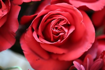 Fototapeta na wymiar Closeup rose flower