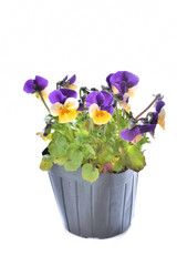 ビオラ　白バック

