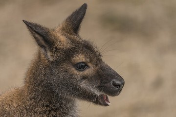 Red-necked wallaby in spring day