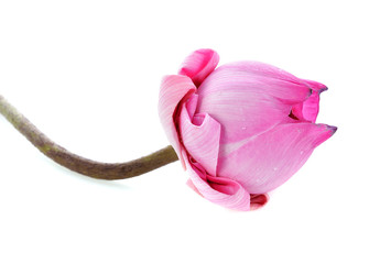 Pink lotus on white background