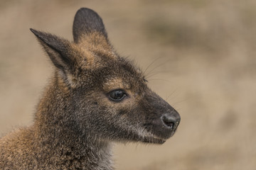 Fototapeta premium Red-necked wallaby in spring day