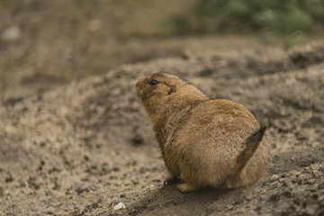 Ground squirrel in spring day eating