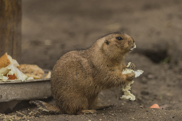 Ground squirrel in spring day eating vegetable